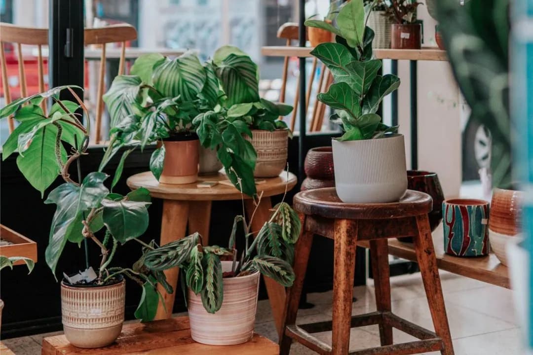 Nawóz z żelatyny do jakich kwiatów? Odkryj najlepsze rośliny!