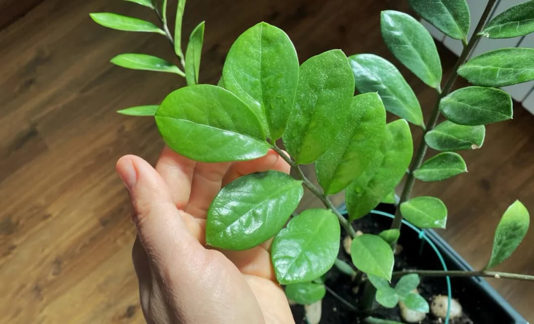 Jakie kwiaty do łazienki bez okna? Odkryj rośliny, które przetrwają