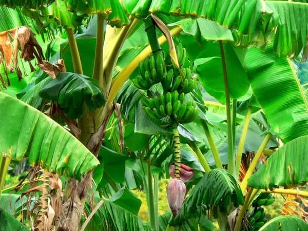 Jak kwitnie banan - poznaj sekrety jego pięknych kwiatów i pielęgnacji