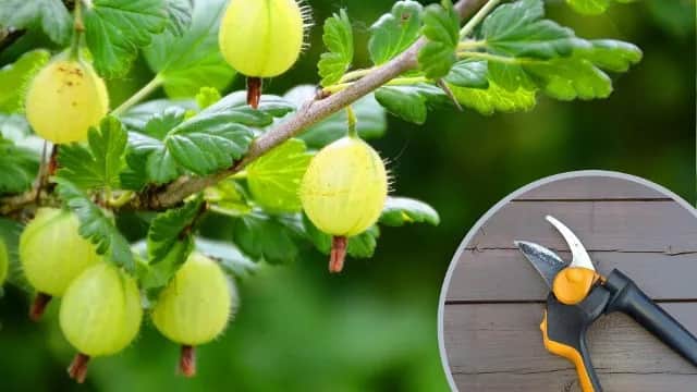 Jak i kiedy przycinać ostrokrzew, aby uniknąć błędów w pielęgnacji