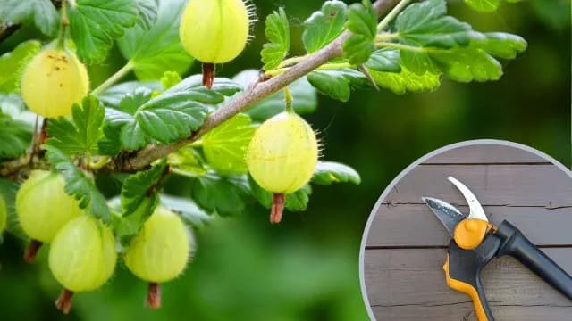 Jak i kiedy przycinać ostrokrzew, aby uniknąć błędów w pielęgnacji