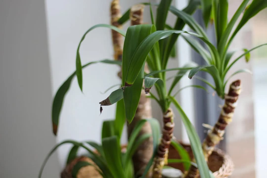 Dlaczego juka ogrodowa żółknie? Oto najczęstsze przyczyny i rozwiązania