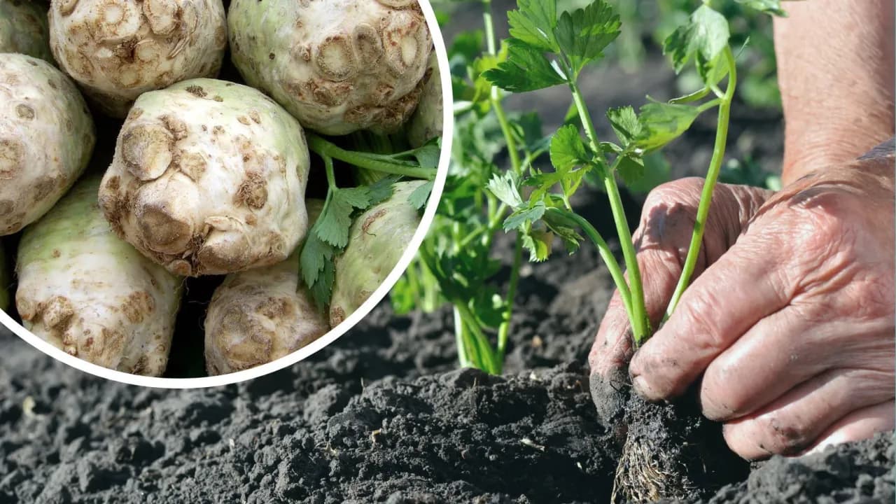 Rozsada selera kiedy do gruntu: uniknij błędów w sadzeniu