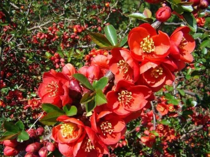 Jak kwitnie pigwa? Odkryj piękno jej kwiatów i zapachu