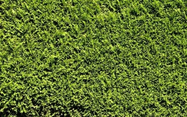 Co zamiast tui w ogrodzie? Oto najlepsze rośliny do wyboru