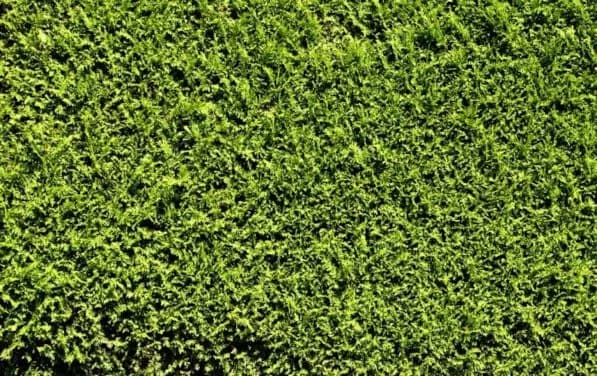 Co zamiast tui w ogrodzie? Oto najlepsze rośliny do wyboru