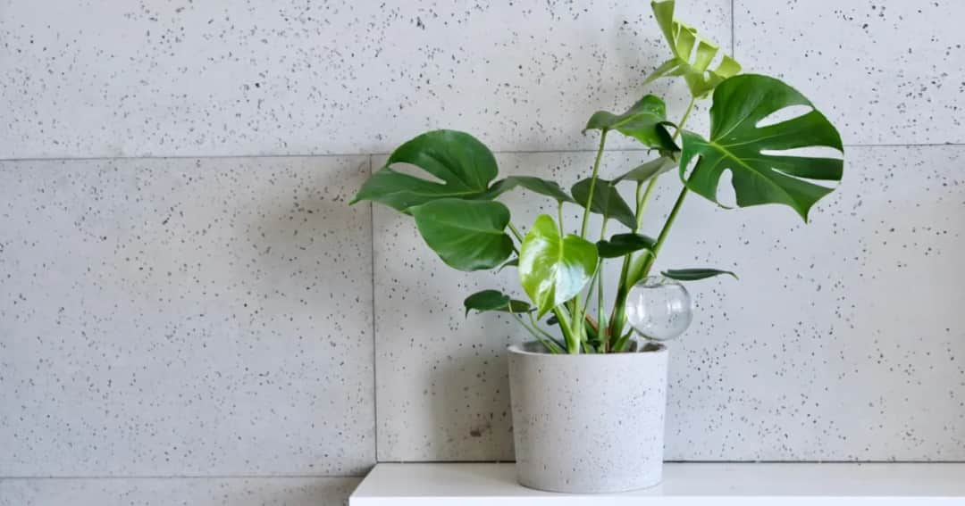 Co posadzić w betonowych donicach, aby uniknąć problemów z roślinami?