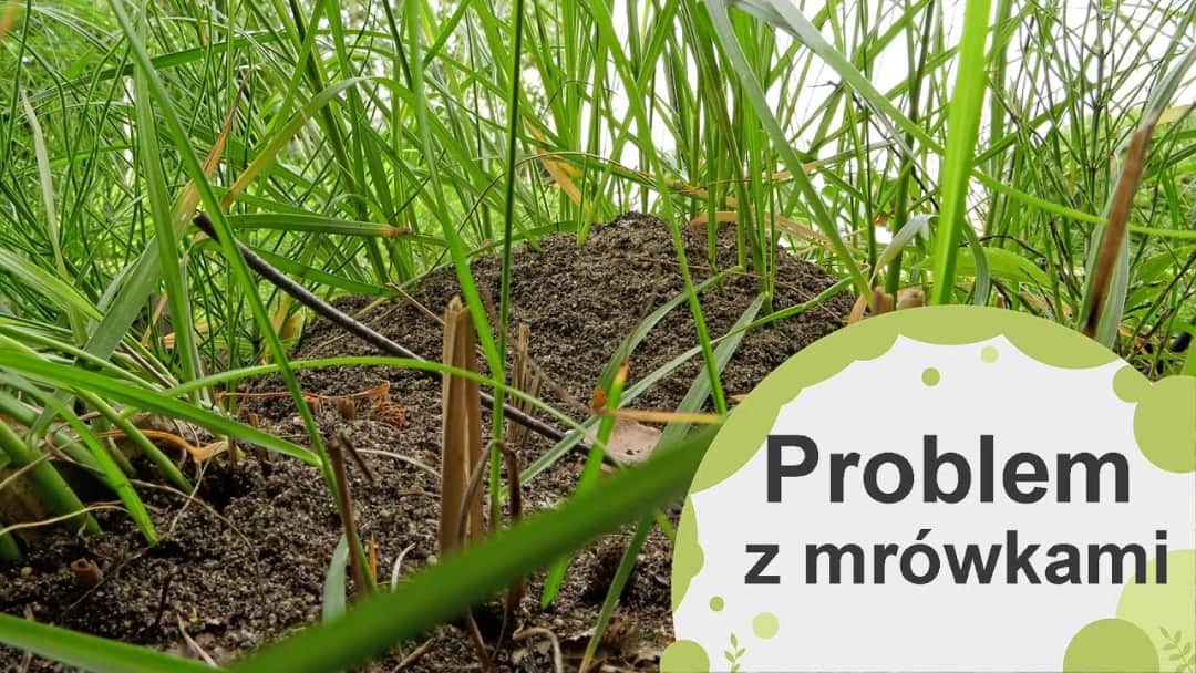 Skuteczne sposoby na to, czym odstraszyć mrówki w ogrodzie