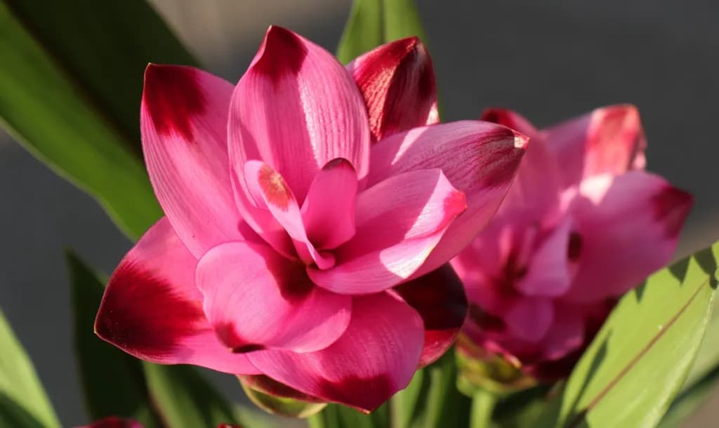 Jak kwitnie kurkuma? Odkryj sekrety jej pięknych kwiatów