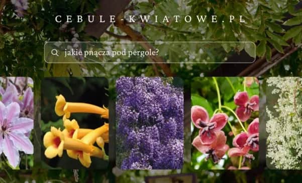 Jakie pnącza na pergole wybrać, aby cieszyć się pięknym ogrodem?