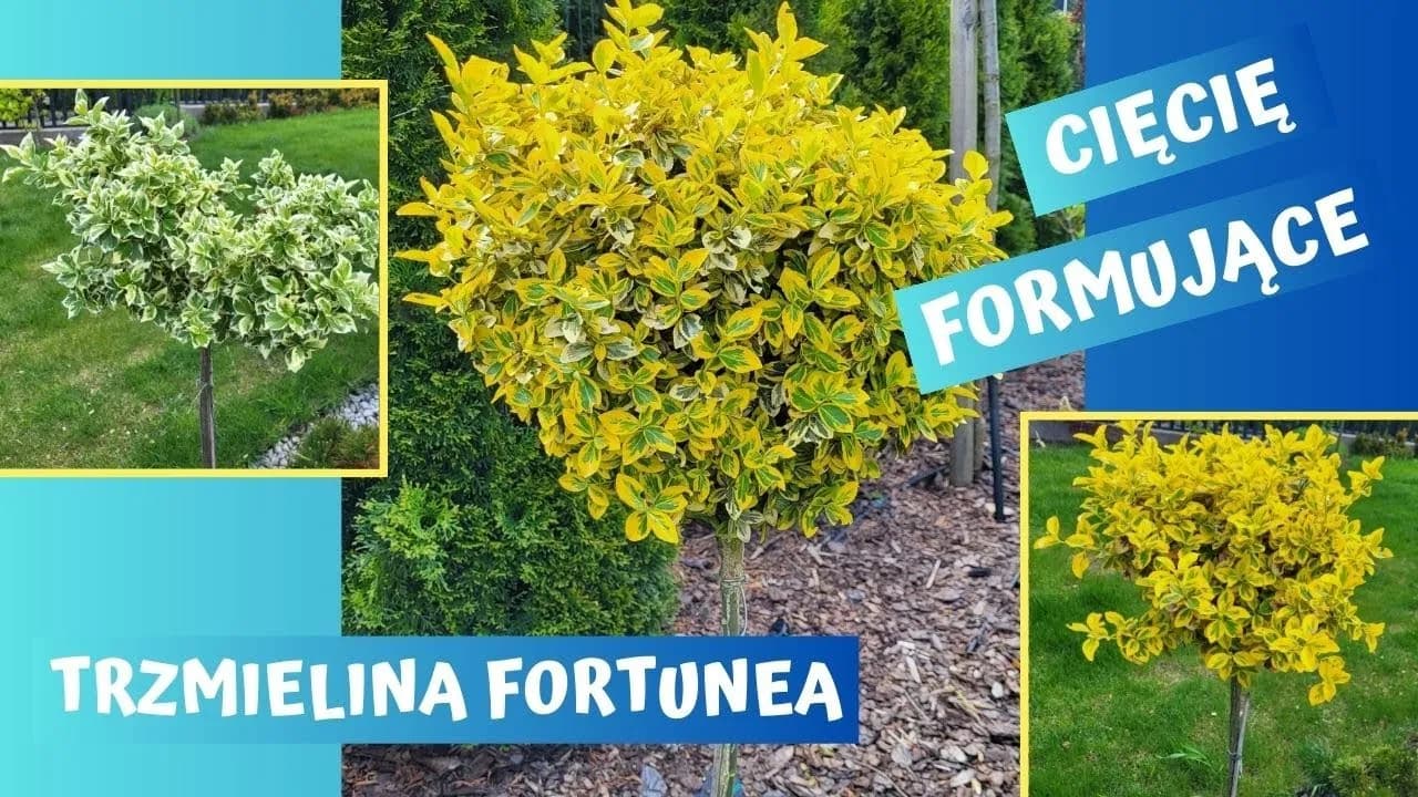 Jak przycinać trzmielinę, aby uniknąć błędów i uzyskać piękne rośliny