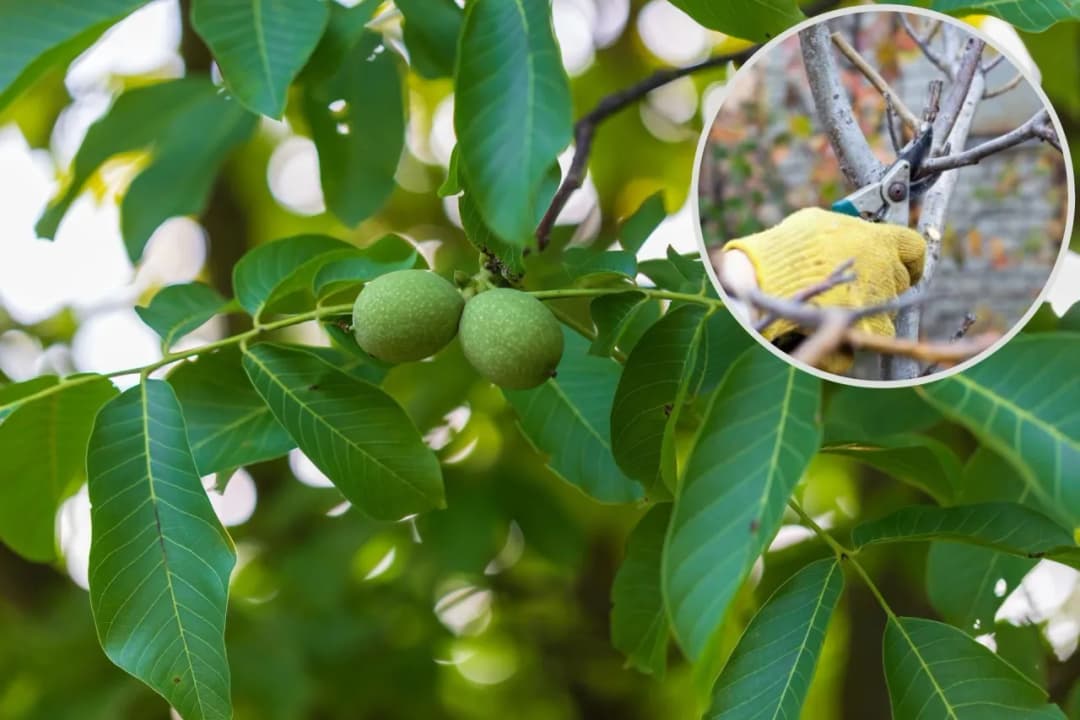 Jak przycinać orzech włoski, aby uniknąć błędów i zapewnić plony