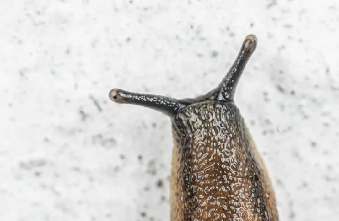 Czego nie lubią ślimaki w ogrodzie? Skuteczne rośliny i triki