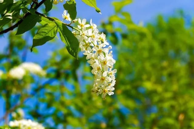 Kwitnienie czeremchy: kiedy i jak wyglądają jej piękne kwiaty