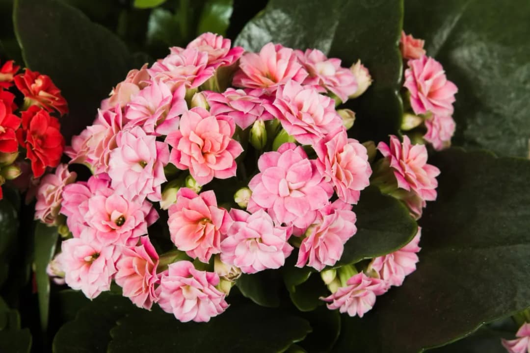 Jak przycinać kalanchoe, aby uniknąć błędów i poprawić wzrost