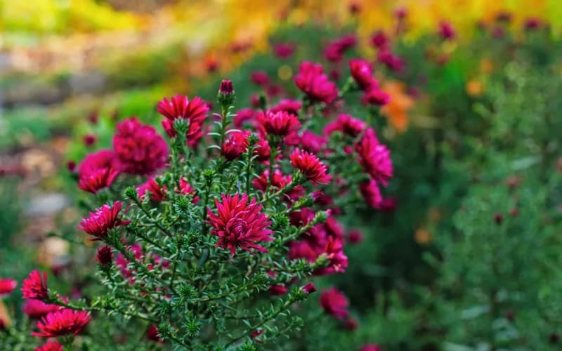 Jakie kwiaty wieloletnie sadzimy jesienią, aby cieszyć się pięknem wiosny