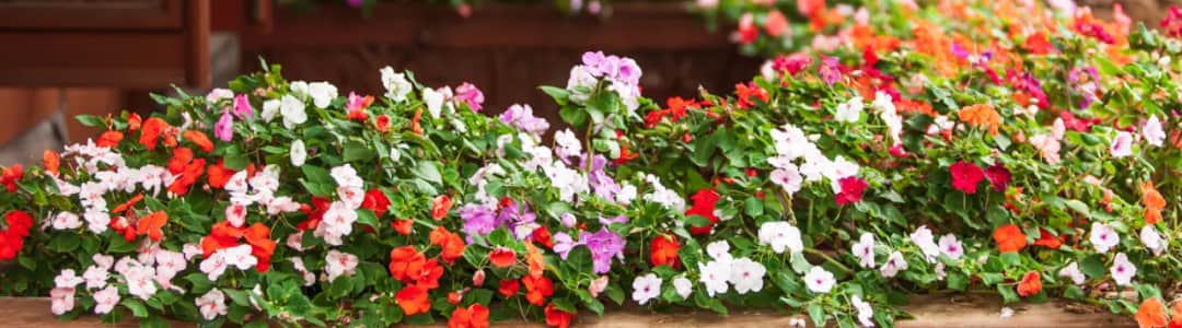 Kwiaty na balkon które nie potrzebują słońca – piękne rośliny do cienia