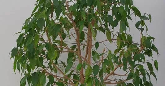 Jak przycinać fikusa benjamina, aby uniknąć błędów i uzyskać zdrową roślinę