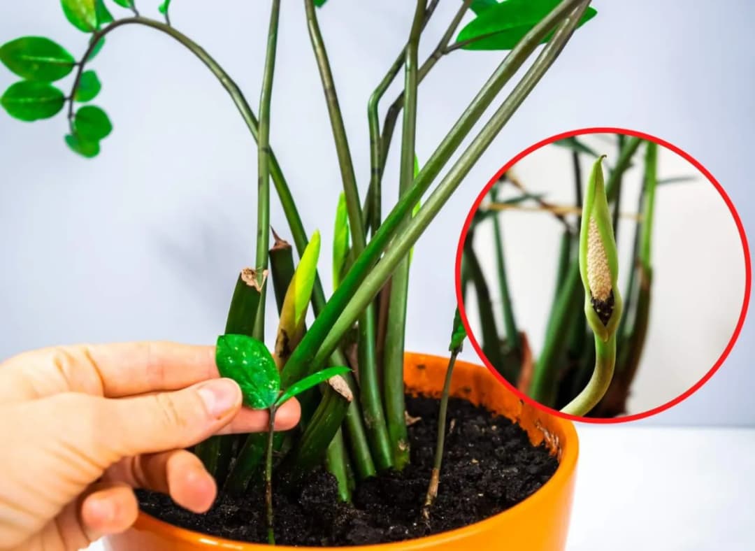 Kwiat zamiokulkas jak kwitnie - rzadkie piękno i warunki do sukcesu