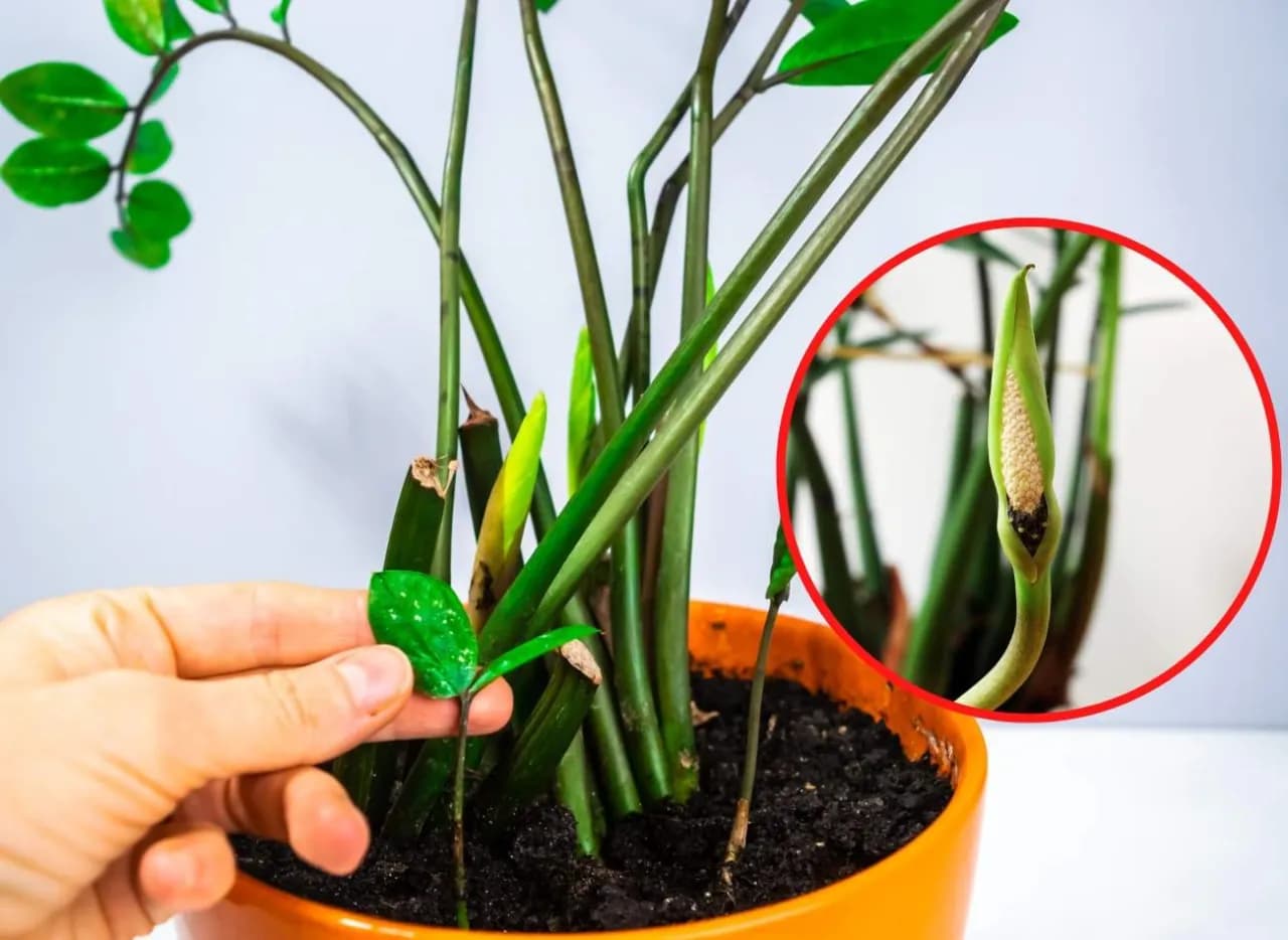 Kwiat zamiokulkas jak kwitnie - rzadkie piękno i warunki do sukcesu