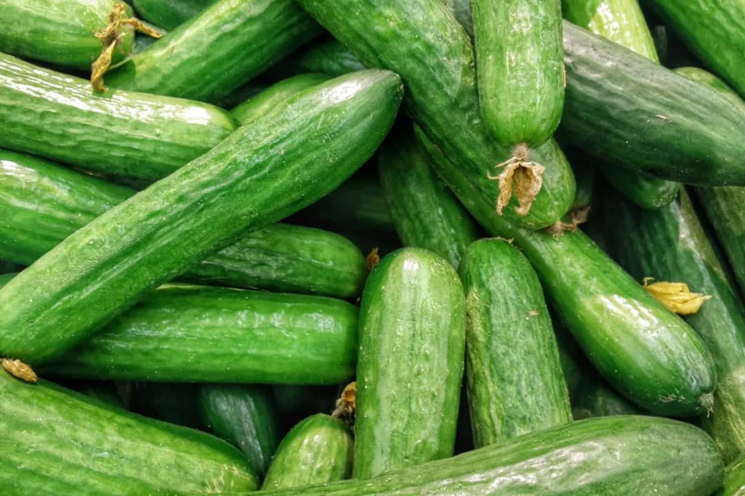 Do kiedy można siać ogórki w gruncie, aby uniknąć niskich plonów