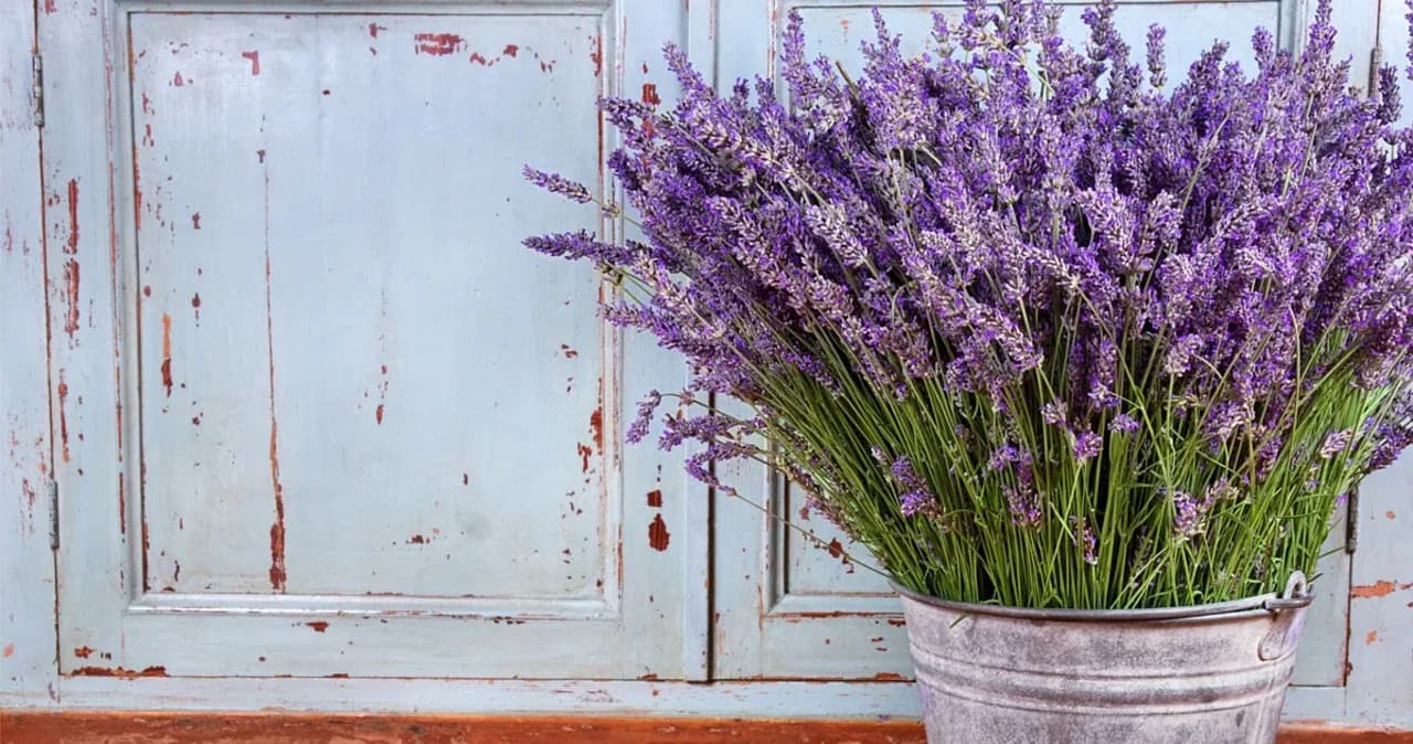 Z czym łączyć lawendę w doniczce, by stworzyć piękną kompozycję?