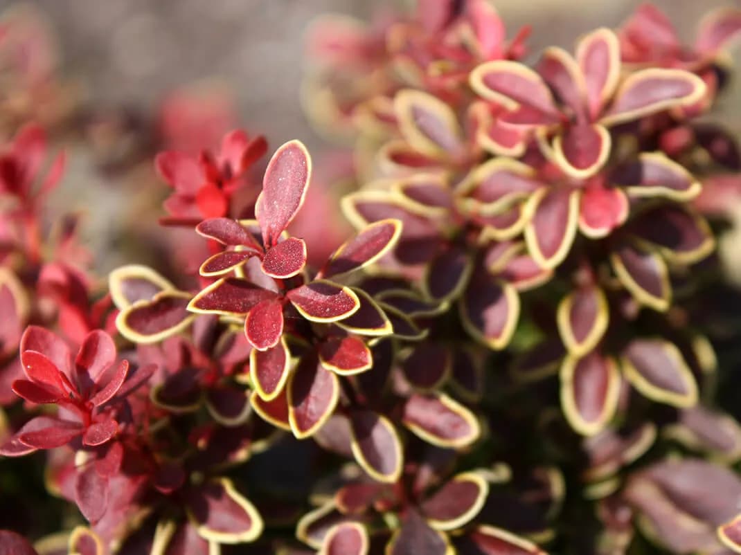 Co ile sadzić berberys na żywopłot, aby uniknąć błędów w ogrodzie