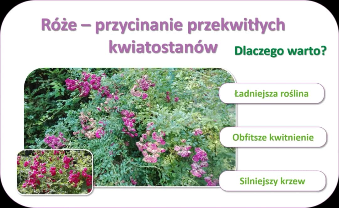 Jak przycinać róże rabatowe po przekwitnięciu, aby kwitły obficie