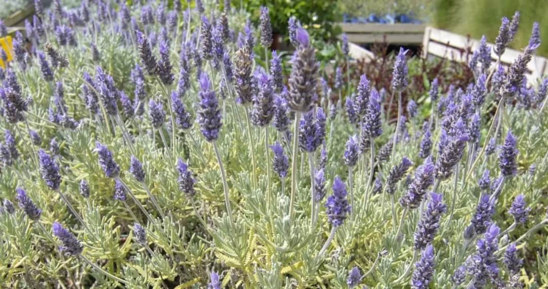 Dlaczego lawenda nie kwitnie? Oto najczęstsze przyczyny i rozwiązania