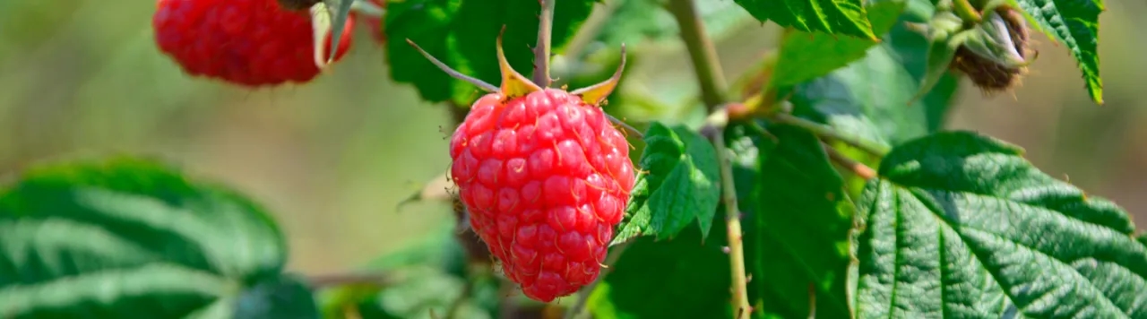 Jak przycinać maliny, aby uniknąć błędów i zwiększyć plony