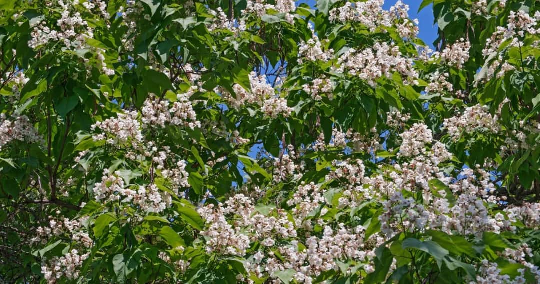 Jak kwitnie katalpa? Odkryj tajemnice jej pięknych kwiatów