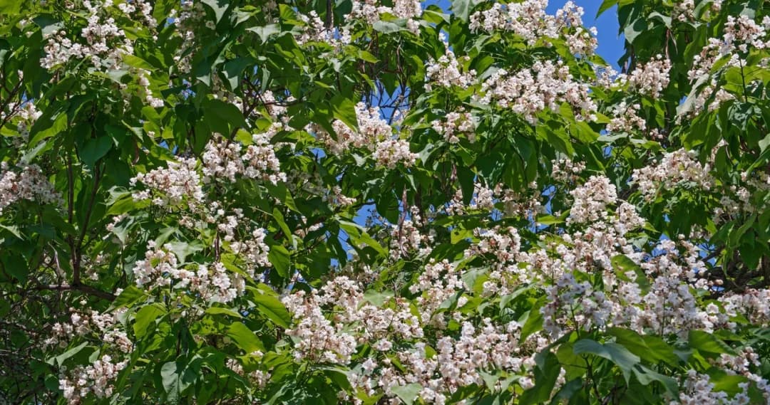 Jak kwitnie katalpa? Odkryj tajemnice jej pięknych kwiatów