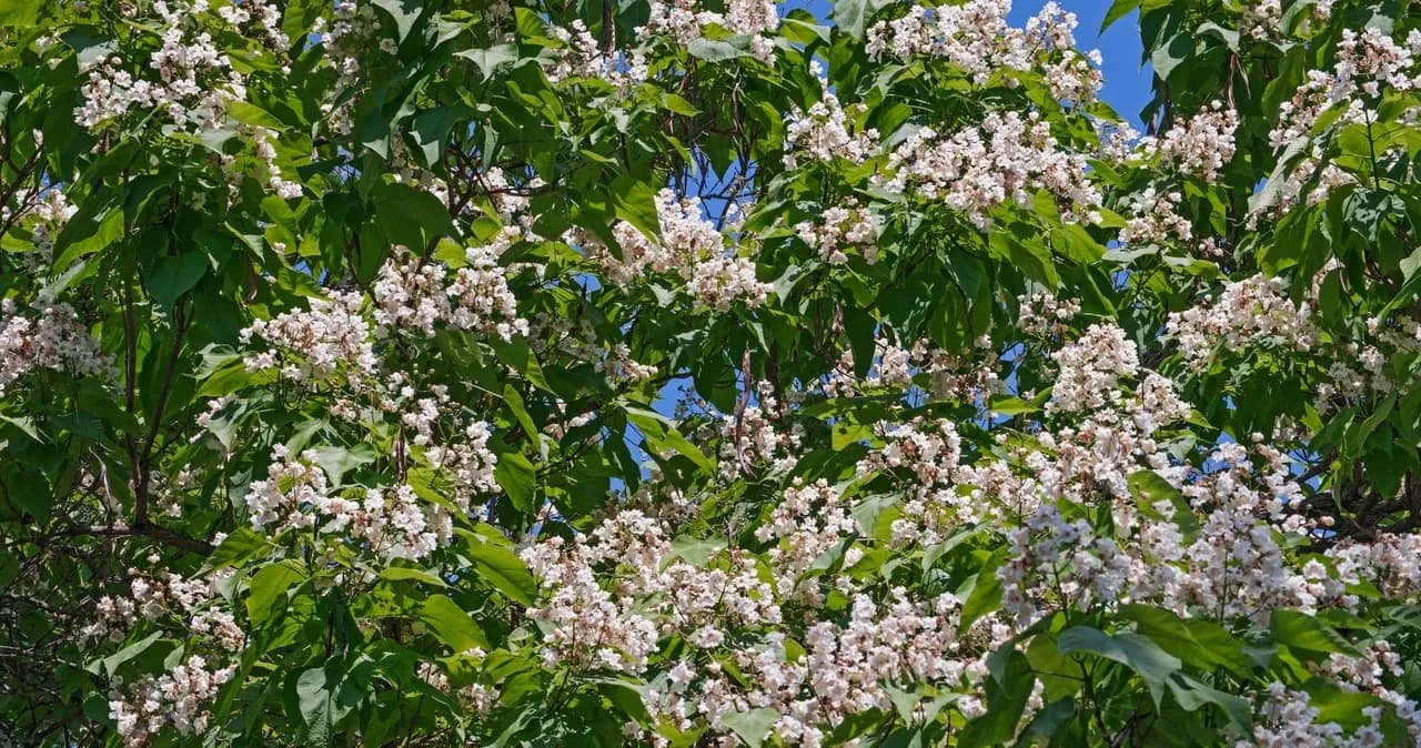 Jak kwitnie katalpa? Odkryj tajemnice jej pięknych kwiatów