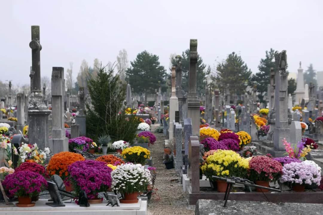 Jakie kwiaty na cmentarz zimą? Odkryj najlepsze rośliny do grobów