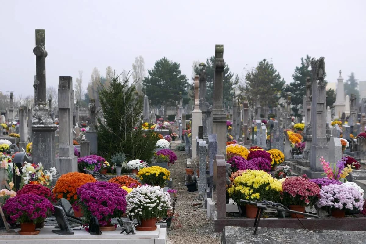 Jakie kwiaty na cmentarz zimą? Odkryj najlepsze rośliny do grobów