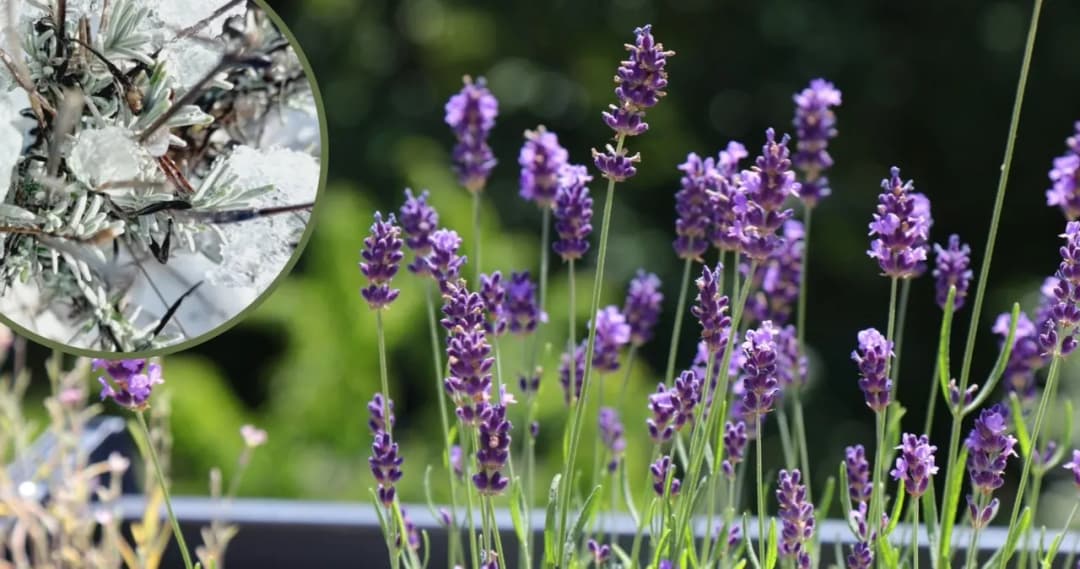 Jak przezimować lawendę w donicy, aby uniknąć jej zniszczenia