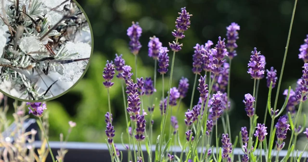 Jak przezimować lawendę w donicy, aby uniknąć jej zniszczenia