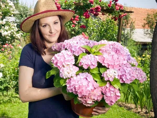 Jak przezimować hortensję ogrodową w donicy, by nie przemarzła