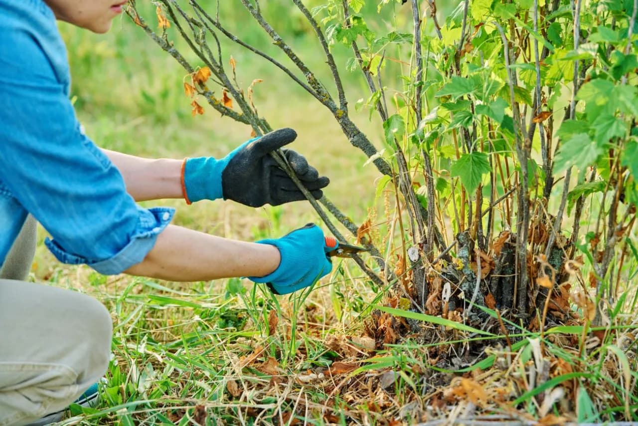 Jak przycinać czarną porzeczkę, aby uniknąć błędów i zwiększyć plony