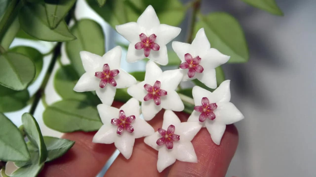 Jak kwitnie hoja - poznaj sekrety skutecznego kwitnienia tej rośliny