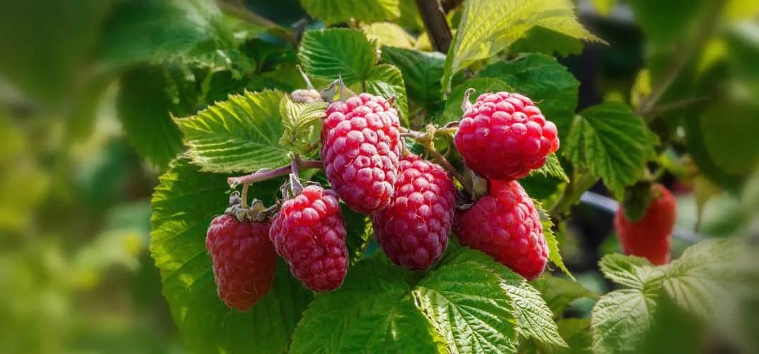 Jak przycinać maliny, aby uniknąć błędów i zapewnić obfite plony
