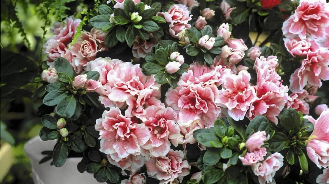 Jak kwitnie azalia? Odkryj sekrety pięknych kwiatów azalii