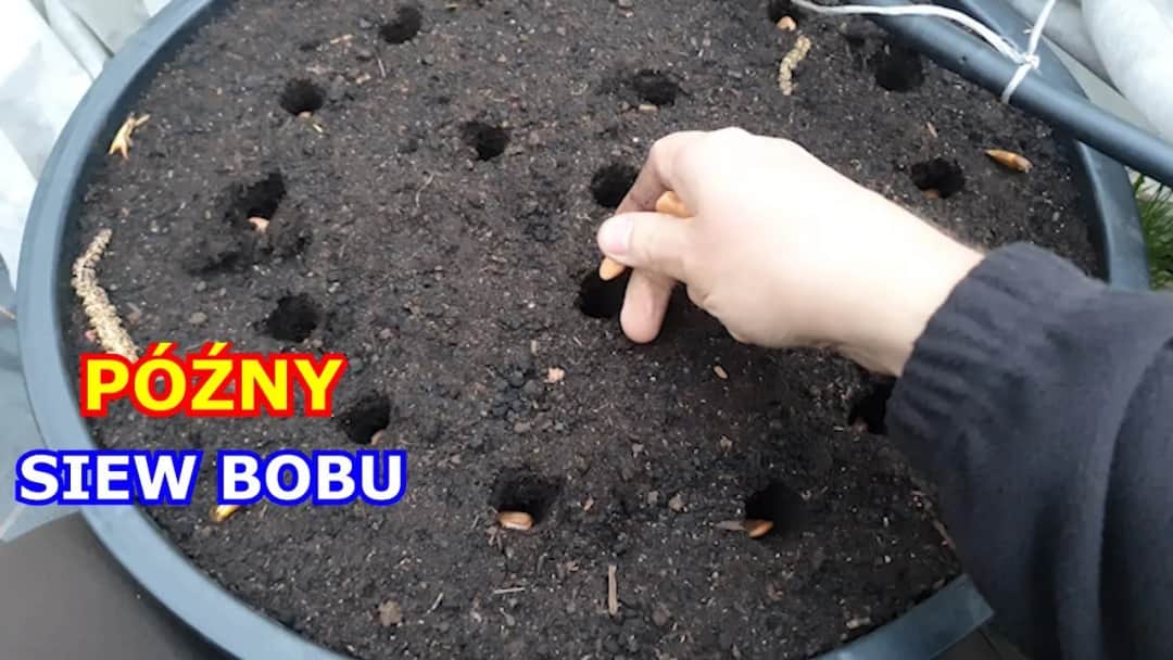 Jak siać bób do gruntu, aby uniknąć najczęstszych błędów?