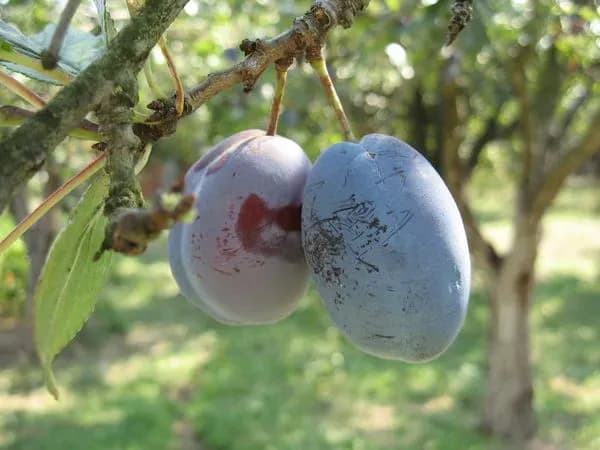 Jak przycinać śliwy film - skuteczne techniki na zdrowe drzewo