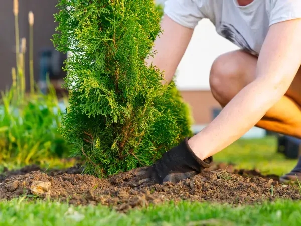 Jak sadzić tuje do gruntu, aby uniknąć najczęstszych błędów?