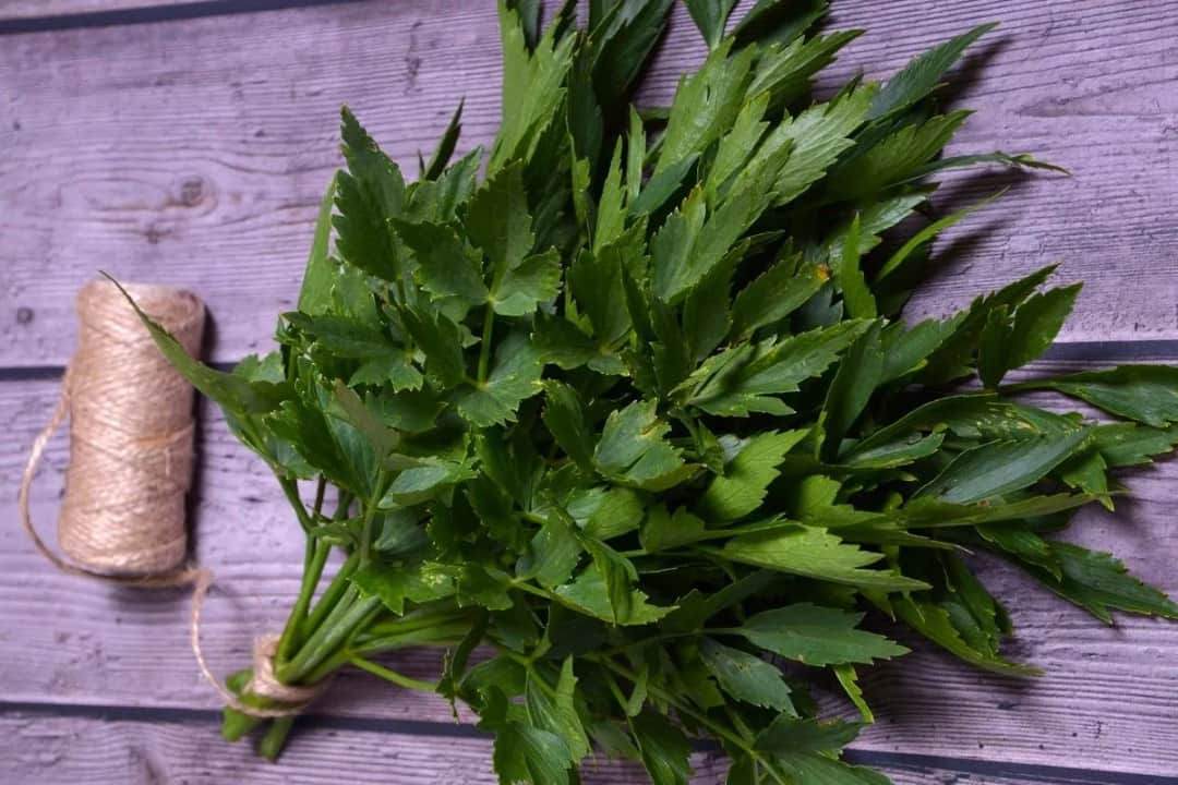 Jak sadzić lubczyk ogrodowy - proste sposoby na udaną uprawę