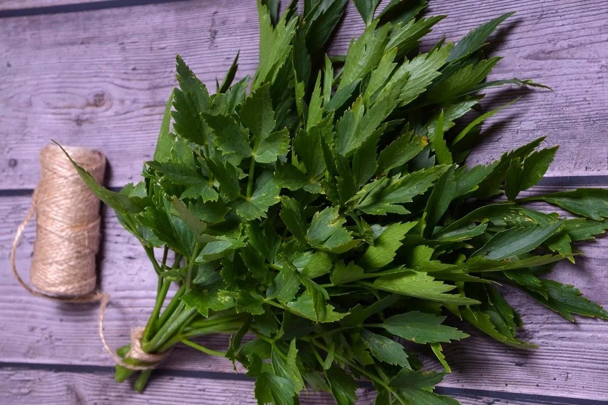 Jak sadzić lubczyk ogrodowy - proste sposoby na udaną uprawę