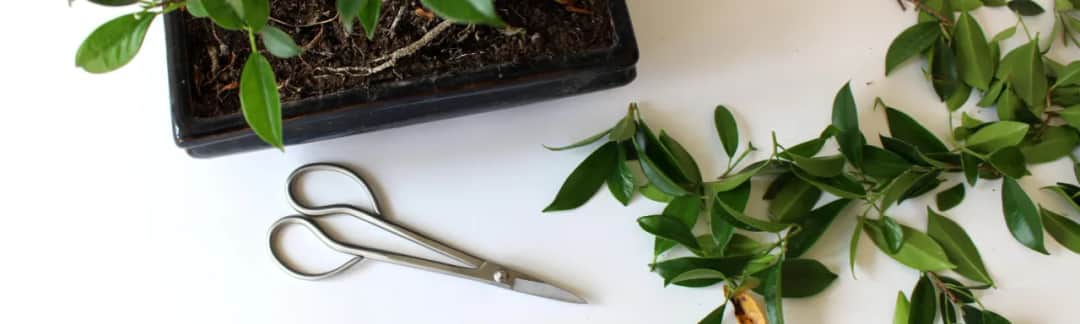 Jak przycinać fikusa bonsai, aby uniknąć błędów i uzyskać zdrową roślinę