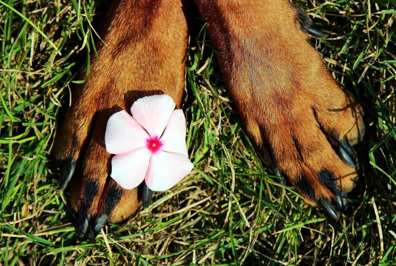 Czy można zakopać psa w ogrodzie? Sprawdź, co mówią przepisy