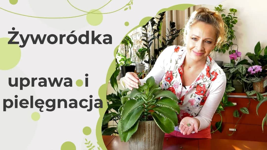 Jak kwitnie żyworódka i jak uniknąć problemów z jej kwitnieniem